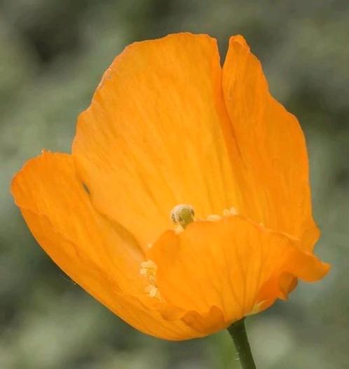 Klaproos Zaad......🌿..Oranje ..per zakje, Tuin en Terras, Bloembollen en Zaden, Zaad, Voorjaar, Volle zon, Ophalen