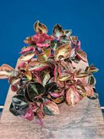 Peperomia Crème Brulee p12 (5)