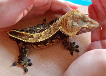 Wimpergekko man black-base  beschikbaar voor biedingen