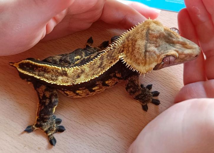Wimpergekko man black-base, Dieren en Toebehoren, Reptielen en Amfibieën, Hagedis, 0 tot 2 jaar