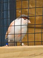 Harlekijn kanarie en waterslager kanarie koppel, Meerdere dieren, Kleurkanarie
