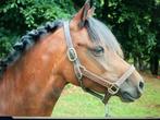 Sjieke  dame, Dieren en Toebehoren, B, Springpony, 3 tot 6 jaar, B pony (1.17m tot 1.27m)