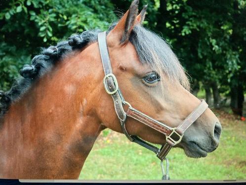 Sjieke  dame, Dieren en Toebehoren, Pony's, Merrie, B, B pony (1.17m tot 1.27m), Springpony, 3 tot 6 jaar, Gechipt, Ontwormd, Ingeënt