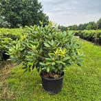 Prachtige Rhododendron Catawbiense Grandiflorum 80-100 CM, Overige soorten, Vaste plant, Ophalen of Verzenden, Halfschaduw