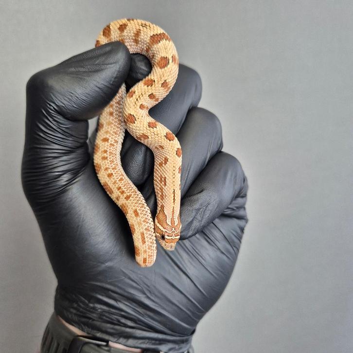 arctic conda haakneus