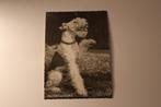 Oude z/w Honden Postkaart - Foxterrier, POPP, Das freut mich, 1940 tot 1960, Ongelopen, Verzenden, Hond of Kat