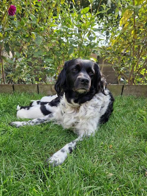 *GEBOREN 04-04-24* raszuivere Friese Stabijpups op komst!, Dieren en Toebehoren, Honden | Setters en Staande honden, Meerdere dieren