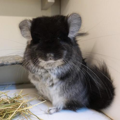 Chinchilla: Black Pearl Angora man (Legaal), Dieren en Toebehoren, Knaagdieren, Mannelijk, Chinchilla, Voor 1 juli 2024, Tam