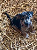 Mooie merle jack russel reu te koop!, Jack Russell Terriër, Reu, 8 tot 15 weken, Eén hond