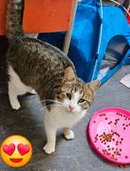 Billy is een lieverd van bijna 10 maanden jong, Kater, Kortharig, 0 tot 2 jaar