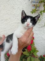 Jarela, Soplo, gered uit een kas, 12-2-2025, Dieren en Toebehoren, Kater, Kortharig, 0 tot 2 jaar