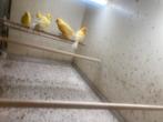 Mooie koppels gele kanaries, Dieren en Toebehoren, Vogels | Kanaries, Meerdere dieren, Kleurkanarie