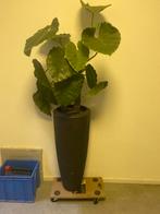 Kunstplant in Pot - Realistisch!, Ophalen, Volledige schaduw, Overige soorten, In pot