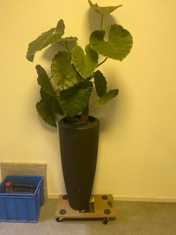 Kunstplant in Pot - Realistisch! beschikbaar voor biedingen