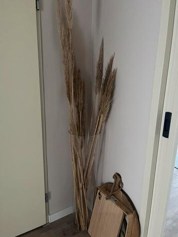 Hoge zware vaas met pampas gras beschikbaar voor biedingen