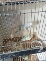 Te koop diverse grasparkieten, Dieren en Toebehoren, Vogels | Parkieten en Papegaaien, Meerdere dieren, Parkiet