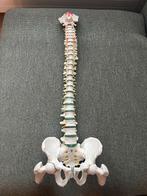 Erler-Zimmer Wervelkolom met Femur Hals, Ophalen of Verzenden