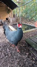 Blauwe oorfazant man, Dieren en Toebehoren, Mannelijk