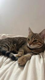 Bengaals enb britse korhaar, Dieren en Toebehoren, Katten en Kittens | Raskatten | Korthaar, Poes