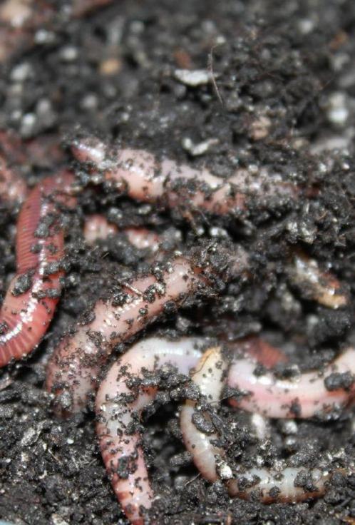 Verse compostwormen evt per post verzonden, Tuin en Terras, Aarde en Mest, Compost, Ophalen of Verzenden