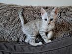 Laatste poesje Savannah over!, Poes