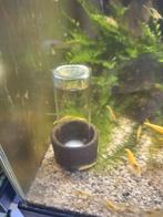 Citroen garnalen., Dieren en Toebehoren, Vissen | Aquariumvissen, Kreeft, Krab of Garnaal