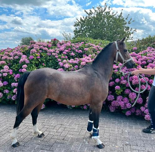 Te koop b-pony, Dieren en Toebehoren, Pony's, Merrie, Zadelmak, B pony (1.17m tot 1.27m), Dressuurpony, 11 jaar of ouder
