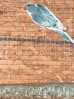 Halsbandparkiet, Dieren en Toebehoren, Vogels | Parkieten en Papegaaien, Vrouwelijk, Parkiet