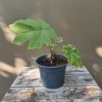 Tetrapanax / rijstpapier plant, Ophalen