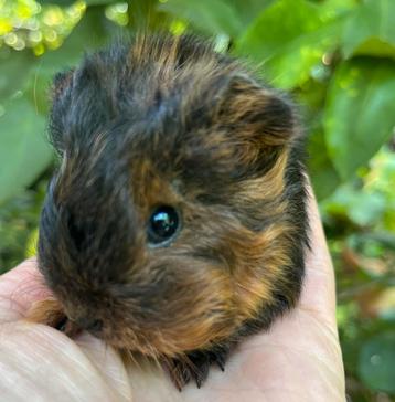 Schattig cavia meisje. Lunkarya/CH teddy kruising beschikbaar voor biedingen