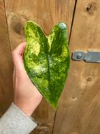 Alocasia zebrina variegata plant mint albo white wit, Ophalen of Verzenden, Halfschaduw, Minder dan 100 cm