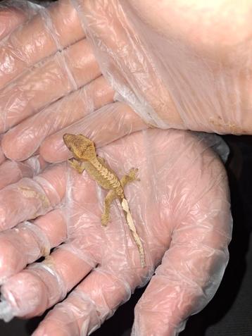 160 euro terrarium spulletjes en 2 gekkos beschikbaar voor biedingen