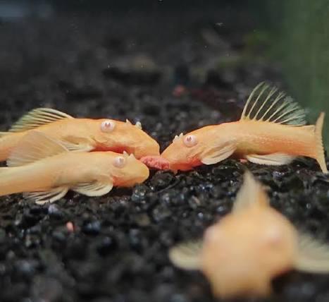 L144 albino Longfin Gen, Dieren en Toebehoren, Vissen | Aquariumvissen, Vis