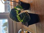philodendron Melonochrysum variegata, Huis en Inrichting, Kamerplanten, Ophalen of Verzenden, Halfschaduw, Minder dan 100 cm