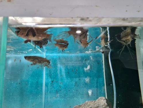 Vlindervis, Pantodon Buchholzi, vlindervissen, Dieren en Toebehoren, Vissen | Aquariumvissen, Zoetwatervis, Vis
