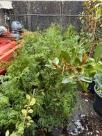 Coniferen thuja hoog 90/100 mooi fris voor KERSTSTUKKEN, Tuin en Terras, Ophalen, Bloeit niet, Vaste plant, Halfschaduw