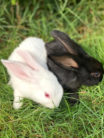 Deze twee lieve en tame konijnen zoeken een 5 sterren huis! beschikbaar voor biedingen