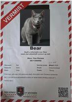 Vermist, Dieren en Toebehoren, Kat