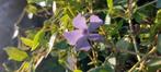 Vinca maagdenpalm bodembedekker!!, Ophalen of Verzenden, Halfschaduw