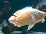 Astronotus ocellatus orange albino pauwoog cichlide  3x, Dieren en Toebehoren, Vis