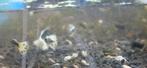 Spotted blue-blond guppen, Dieren en Toebehoren, Vissen | Aquariumvissen, Vis