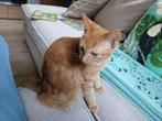 Kittens te koop, Dieren en Toebehoren, Katten en Kittens | Raskatten | Korthaar, Meerdere dieren, Ontwormd, 0 tot 2 jaar