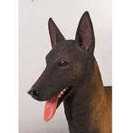 Belgian Malinois – Mechelse Herder Lengte 97 cm, Nieuw, Ophalen