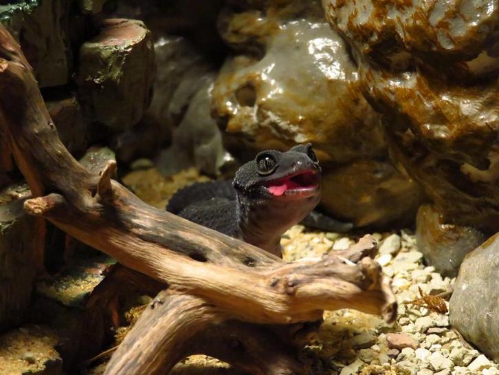 Full black night luipaardgekko, 1.0