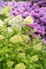 Hydrangea paniculata 'Limelight' pluimhortensia, Ophalen, Hortensia, Haag, Minder dan 100 cm