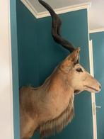 Koedoe dieren hoofd, Ophalen, Zo goed als nieuw, Wild dier, Opgezet dier