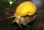 Gezocht Appelslakken, Dieren en Toebehoren, Slak of Weekdier, Zoetwatervis