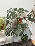 Monstera incl grote aardewerkenpot, Huis en Inrichting, Ophalen, Overige soorten