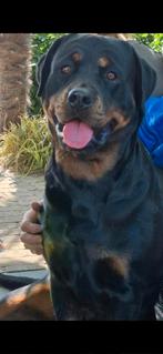 Rottweiler pups, Dieren en Toebehoren, Honden | Niet-rashonden, 8 tot 15 weken, Groot, Meerdere, Meerdere dieren