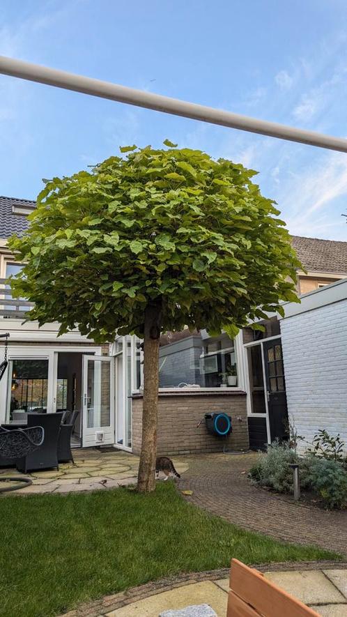 Bol catalpa, Tuin en Terras, Planten | Bomen, Bolboom, 250 tot 400 cm, Volle zon, Zomer, Ophalen